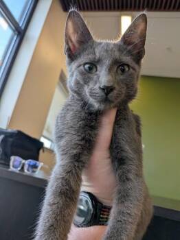 Claude -  Domestic Short Hair Cat for Adoption in Atlanta, Georgia - Claude | PetCurious