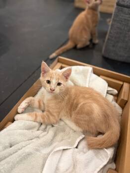 Socks -  Tabby Cat for Adoption in Woodinville, Washington - Socks | PetCurious