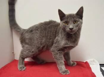 LEX -  Domestic Short Hair Cat for Adoption in Sacramento, California - LEX | PetCurious