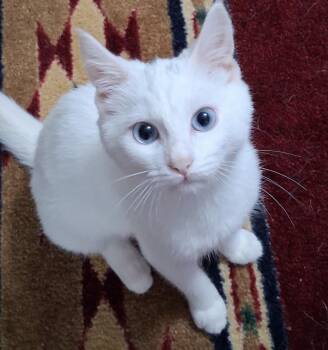 Lucky (LW) -  Domestic Short Hair Cat for Adoption in Powdersville, South Carolina - Lucky (LW) | PetCurious