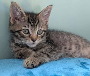Domestic Short Hair Cats Available for Adoption in Trenton, New Jersey - Lazuli | PetCurious
