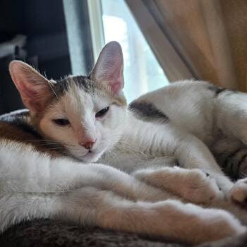 Maxine "Max" -  Domestic Short Hair Cat for Adoption in Bulverde, Texas - Maxine "Max" | PetCurious