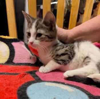 Domestic Short Hair Cats Available for Adoption - Smitty Zee | PetCurious
