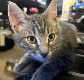Serrano -  Domestic Short Hair Cat for Adoption in Greenwood, Indiana - Serrano | PetCurious