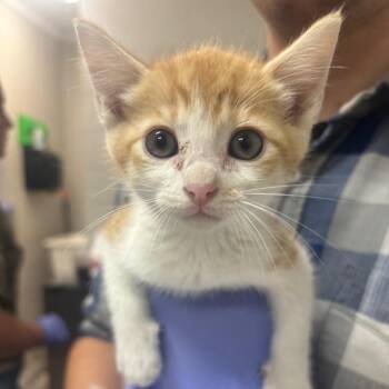 Ford -  Domestic Short Hair Cat for Adoption in Clanton, Alabama - Ford | PetCurious