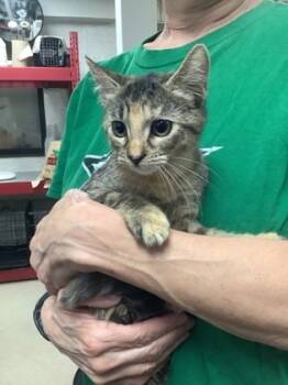 Rescue Domestic Short Hair Cats for Adoption in Fort Worth, Texas - T | PetCurious