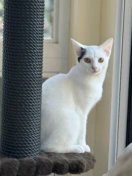 Rescue Domestic Short Hair Cats for Adoption in Cincinnati, Ohio - Dr. Cucumber | PetCurious