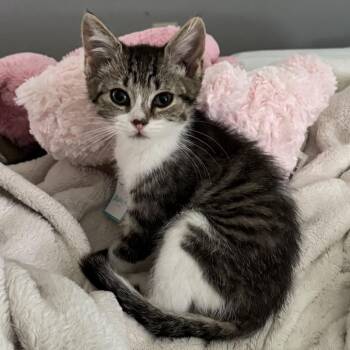 Addie -  Domestic Short Hair Cat for Adoption in Monroe, Michigan - Addie | PetCurious