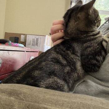 Laiken -  Domestic Short Hair Cat for Adoption in Tampa, Florida - Laiken | PetCurious