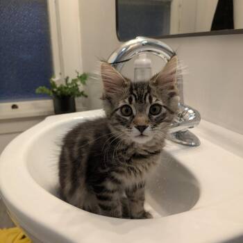 Thor -  Domestic Medium Hair and Domestic Long Hair Cat for Adoption in Neenah, Wisconsin - Thor | PetCurious