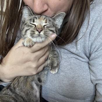Tulip -  Domestic Short Hair Cat for Adoption in Clyde, North Carolina - Tulip | PetCurious