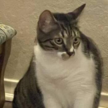 Zeno (SH) -  American Shorthair Cat for Adoption in Schertz, Texas - Zeno (SH) | PetCurious