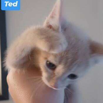 Ted Lasso Family: Ted Lasso -  Domestic Short Hair Cat for Adoption in Washington, District Of Columbia - Ted Lasso Family: Ted Lasso | PetCurious