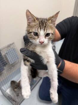 Domestic Short Hair Cats Available for Adoption in Pasadena, Texas - TICKLES | PetCurious