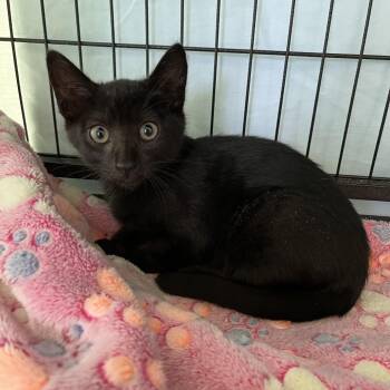 Gigi -  Domestic Short Hair Cat Available for Adoption in Long Beach, California - Gigi | PetCurious