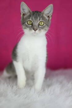 Rescue Domestic Short Hair Cats for Adoption in Lewisburg, Tennessee - Milkshake | PetCurious