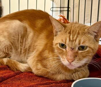 Lancelot -  Domestic Short Hair Cat for Adoption - Lancelot | PetCurious