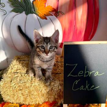 Zebra Cake -  Domestic Short Hair Cat for Adoption in Carmel, Indiana - Zebra Cake | PetCurious