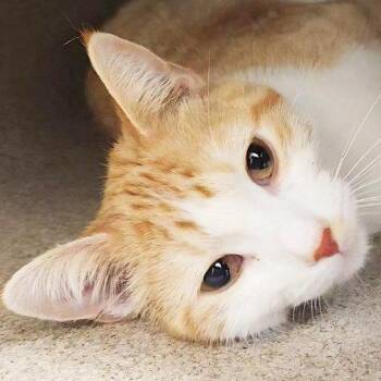 Domestic Short Hair Cats Available for Adoption in Oshkosh, Wisconsin - Clark - Adorable Little Sweetheart! | PetCurious