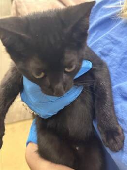 ASPARAGUS -  Domestic Short Hair Cat for Adoption in Derwood, Maryland - ASPARAGUS | PetCurious