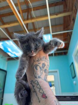 Acorn -  Domestic Short Hair Cat for Adoption in Leitchfield, Kentucky - Acorn | PetCurious