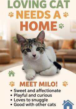 Milo -  Domestic Short Hair Cat for Adoption in Lewis Center, Ohio - Milo | PetCurious