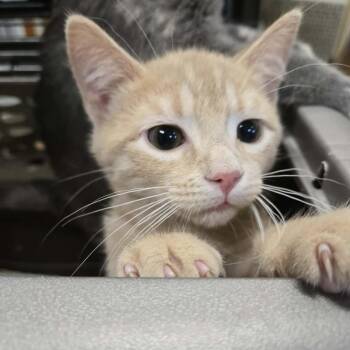 Domestic Short Hair Cats Available for Adoption in Park Falls, Wisconsin - Nacho | PetCurious