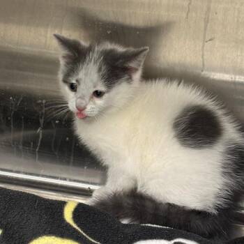 Lenny -  Domestic Short Hair Cat for Adoption in Brookfield, Missouri - Lenny | PetCurious