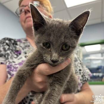 Thrifty -  Domestic Short Hair Cat for Adoption in Washington, District Of Columbia - Thrifty | PetCurious