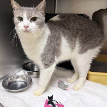 Domestic Short Hair Cats Available for Adoption in Auburn, Alabama - Violet | PetCurious