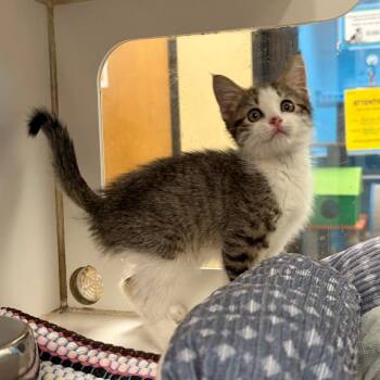Chaco -  Domestic Short Hair Cat for Adoption in Cheyenne, Wyoming - Chaco | PetCurious