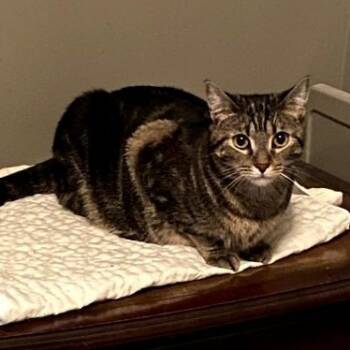 Cheez It -  Domestic Short Hair Cat for Adoption in Duluth, Georgia - Cheez It | PetCurious