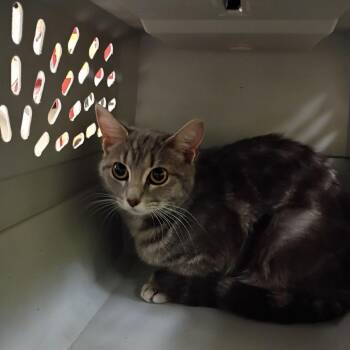 Domestic Short Hair Cats Available for Adoption in Roanoke, Virginia - Francine | PetCurious