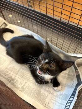 Olive -  Domestic Short Hair Cat for Adoption in Austin, Texas - Olive | PetCurious