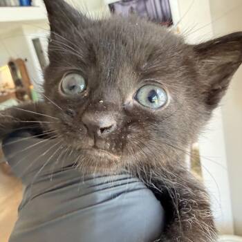 Clove (in Stevensville, MD) -  Domestic Short Hair Cat Available for Adoption - Clove (in Stevensville, MD) | PetCurious