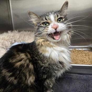 Domestic Medium Hair Cats Available for Adoption in Rocky Mount, Virginia - Miss Cleo | PetCurious