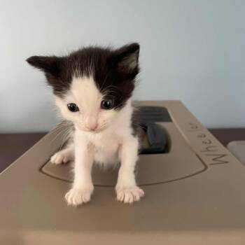 Rescue Domestic Short Hair Cats for Adoption in Huntington, West Virginia - SweetPea | PetCurious