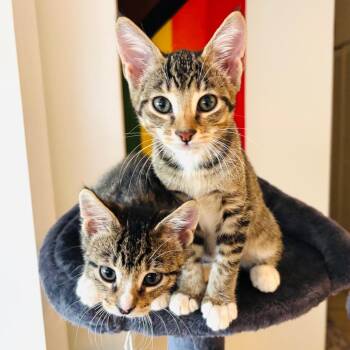 Kai -  Domestic Short Hair Cat for Adoption in Pompano Beach, Florida - Kai | PetCurious
