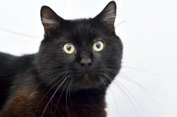 Domestic Medium Hair Cats Available for Adoption in Sanford, Florida - Duffy | PetCurious