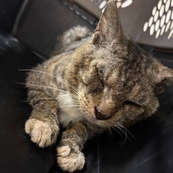 Domestic Short Hair Cats Available for Adoption in Lake Jackson, Texas - Seymour | PetCurious