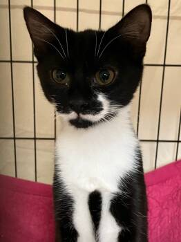 Rescue Domestic Short Hair Cats for Adoption in Lunenburg, Massachusetts - Roz | PetCurious