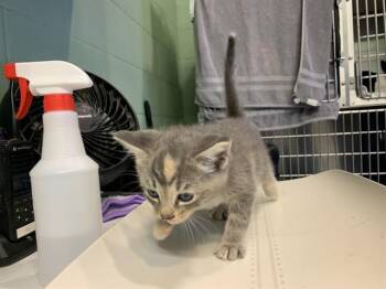 LIBBY -  Domestic Short Hair Cat for Adoption in Grand Prairie, Texas - LIBBY | PetCurious