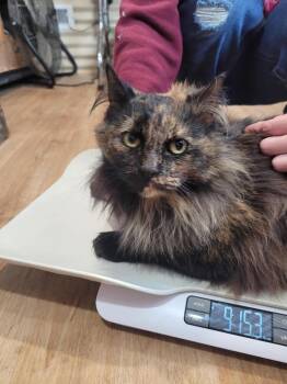 Domestic Long Hair Cats Available for Adoption - Elvira | PetCurious