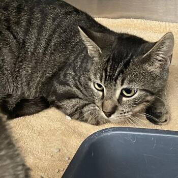 Toe -  Domestic Short Hair Cat for Adoption in Port Charlotte, Florida - Toe | PetCurious