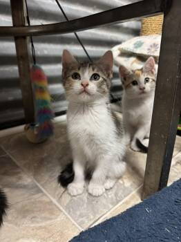 Carolyn -  Domestic Short Hair Cat for Adoption in Williamsburg, New Mexico - Carolyn | PetCurious