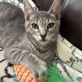 Penny -  Domestic Short Hair Cat for Adoption in Fresno, California - Penny | PetCurious