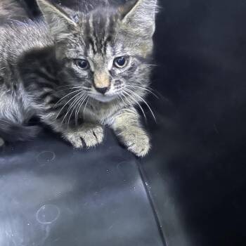 Lion -  Domestic Short Hair Cat for Adoption in Summerville, South Carolina - Lion | PetCurious