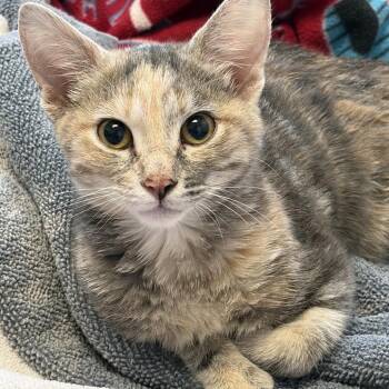 Maggy -  Domestic Short Hair Cat for Adoption in San Antonio, Texas - Maggy | PetCurious