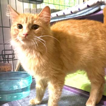 Lark -  Domestic Medium Hair Cat for Adoption in Kansas City, Missouri - Lark | PetCurious