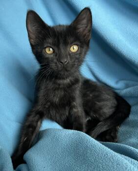 Hiccup -  Bombay Cat for Adoption in Hood River, Oregon - Hiccup | PetCurious